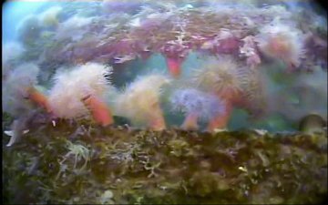 Frilled anemone garden